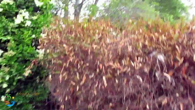 Santa Barbara Hardworking Landscapers Contractor