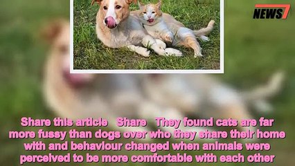 Cats and dogs do along - providing the feline is top dog at home - 247 news