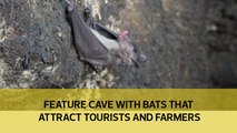 Feature cave with bats that attract tourists and farmers