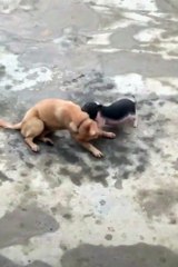 comic battles, pet classics