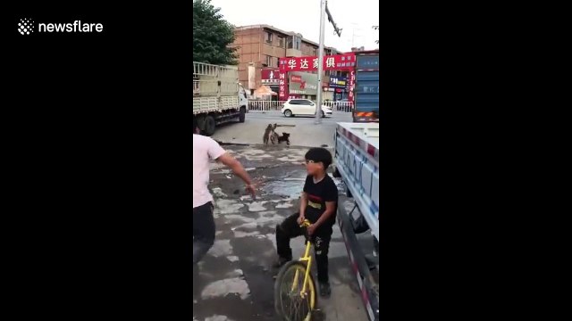 Onlookers stare in shock as cheeky monkey skillfully rides bike in public square