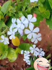 Green plant white cute flower