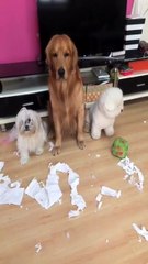 Can not help laughing at the moment of the dog