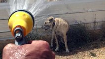 Kangal köpeği 'soğuk duş' ile serinliyor - SİVAS