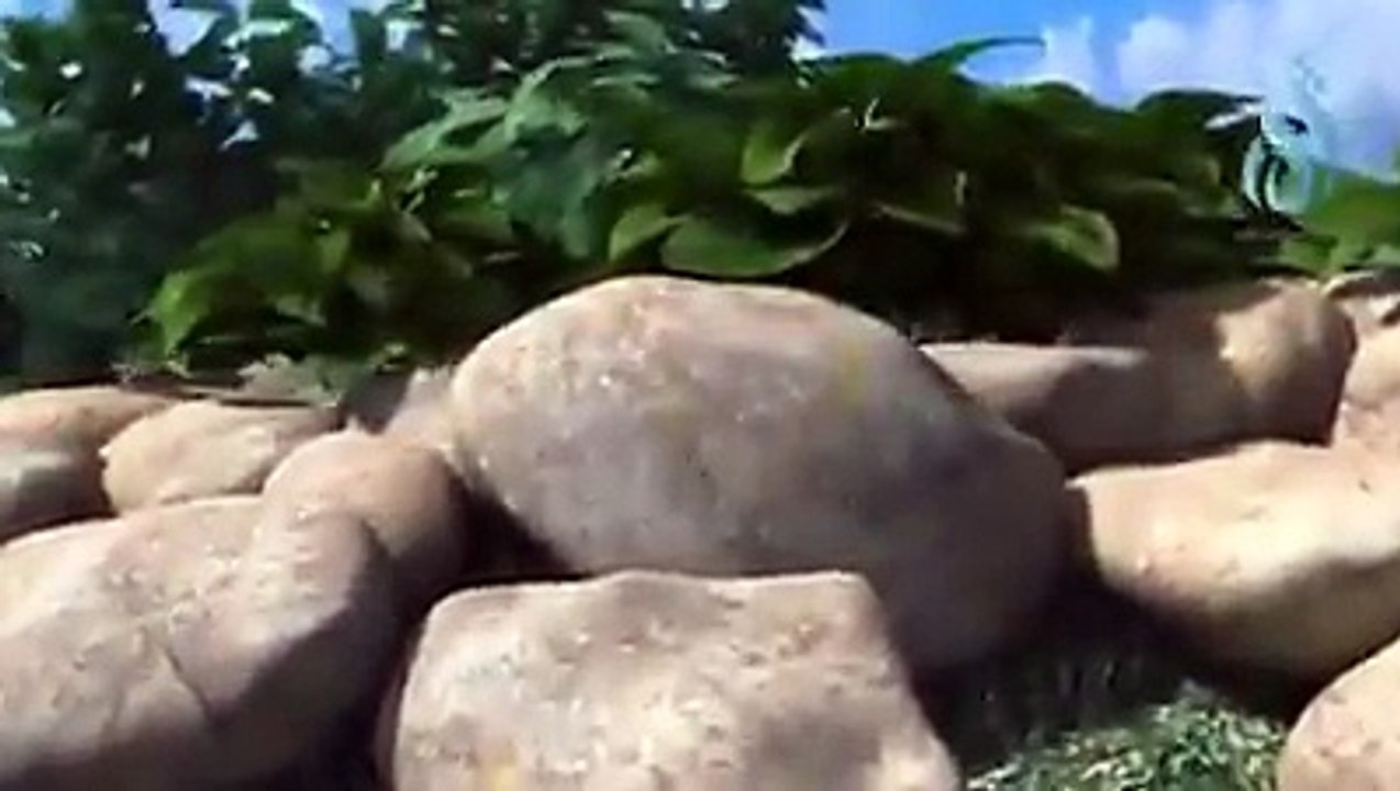Nice Animal Animation