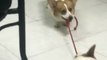 Determined Corgi Drags Lazy Friend Out for a Walk