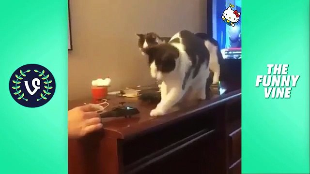 Funny cat videos 2018 - funny cats compilation 2018 | try not to laugh funny animals videos 2018