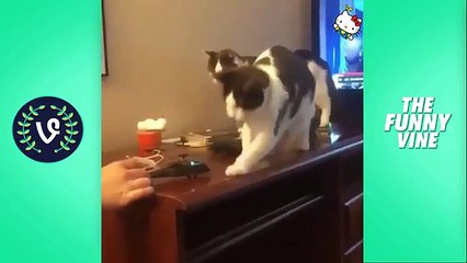Funny cat videos 2018 - funny cats compilation 2018 | try not to laugh funny animals videos 2018