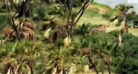 Nature  039 s Epic Journeys S01  E01 Elephants - Part 03