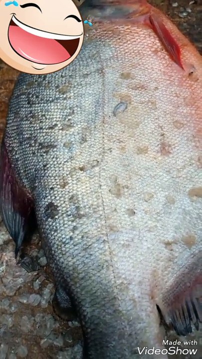 Big  cute fish