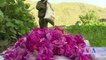 در مزرعه گل های گلاب در شرق افغانستان، محمد دین ساپی، دهقانی که قبلا خشخاش زرع میکرد حال عرق گلاب و عطر گلاب را برای فروش به بازار های جهانی، تولید میکند. در نن