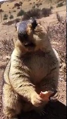 Bisküvi yiyen hayvan