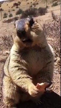 Bisküvi yiyen hayvan