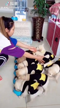 Little Labrador puppies cuteness overloaded