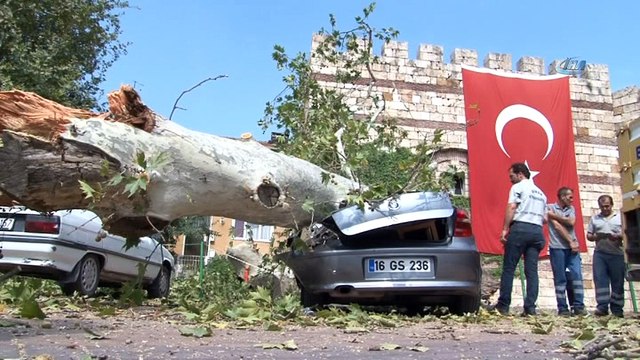 Devrilen 190 yaşındaki çınar lüks otomobili hurdaya çevirdi