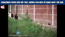 Doraemon phiên bản đời thật, những con mèo vô dụng nhất thế giới