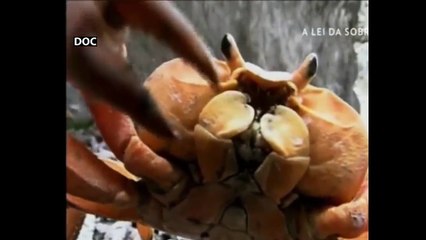 A Lei da Sobrevivência - Garras