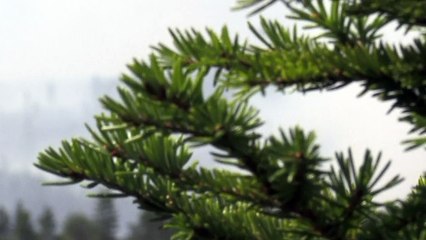 أنصار التنوّع البيئي يواجهون مستثمري "الذهب الأخضر" في غابات السويد