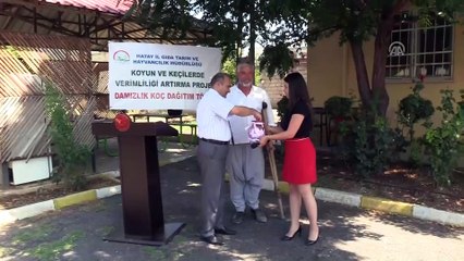 Hassa'da 80 damızlık koç dağıtıldı - HATAY