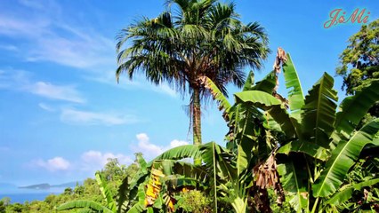 Vẹo Cổ Loài Chim Xoay Đầu Gỉa Rắn Hù Doạ Kẻ Thù
