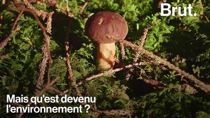 Après la catastrophe de Tchernobyl, qu’en est-il de l’environnement ?