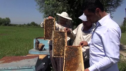 'Arıcı değil, aracı kazanıyor' - AYDIN