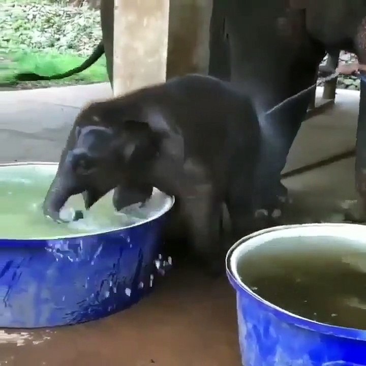 Un éléphanteau se baigne dans une grande bassine