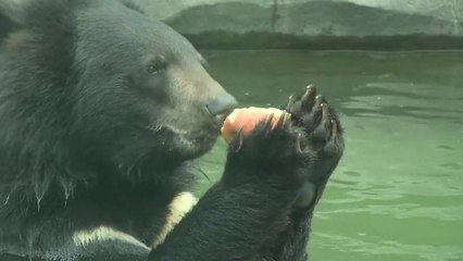 기록적 폭염에 동물원도 비상 / YTN