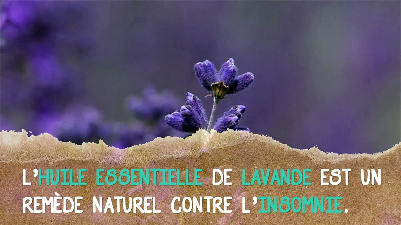 L’huile essentielle de lavande contre l'insomnie