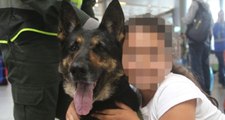 Kolombiya'da Uyuşturucu Çetesi, Narkotik Köpek Sombra'nın Yakalanması İçin Başına Ödül Koydu