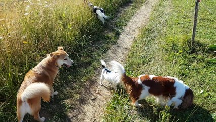 On retrouve les vaches aux glières 270718