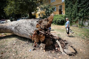 Tarihi Çınar, 200 Bin TL'lik Lüks Otomobilin Üzerine Devrildi