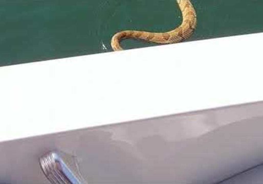 Rattlesnake Terrifies Family and Then Climbs Aboard Their Boat on Fontana Lake