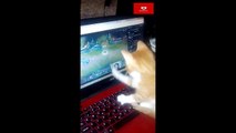 Bilgisayar ve Sevimli Kedi