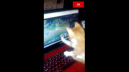 Bilgisayar ve Sevimli Kedi