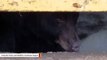 Watch A 250-Pound Bear Climb Out Of Manhole