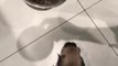 Excited Pug Puppy Falls Into Its Food Bowl