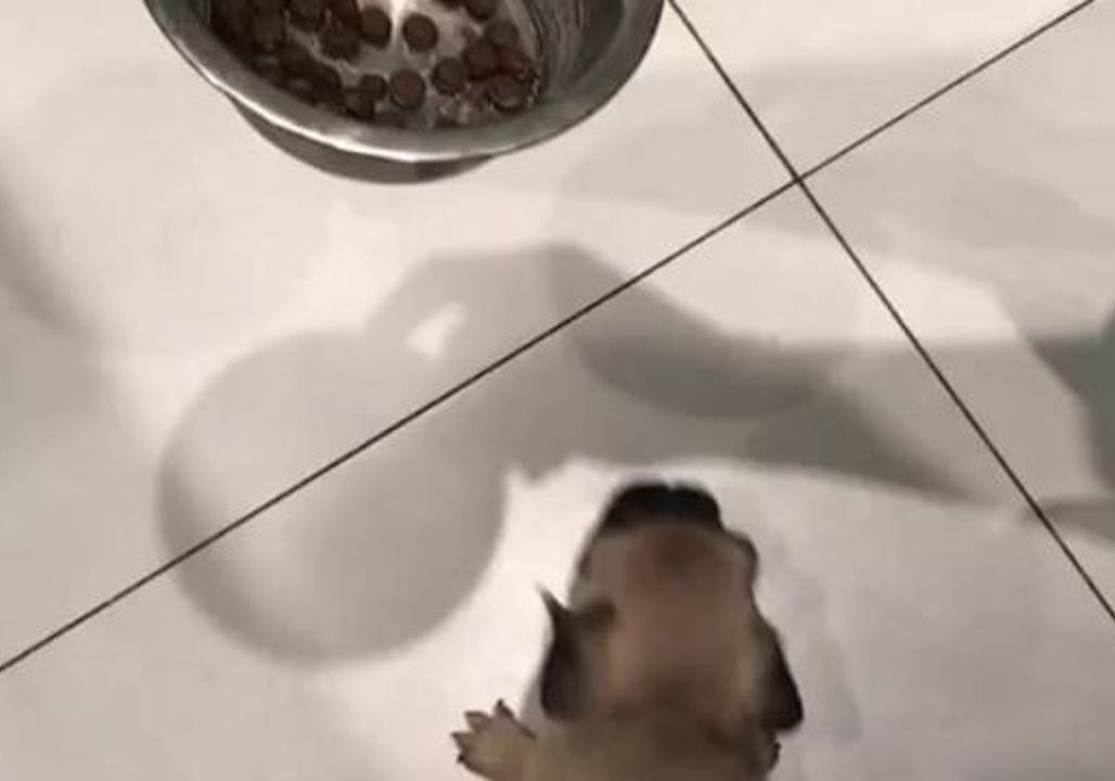 Excited Pug Puppy Falls Into Its Food Bowl