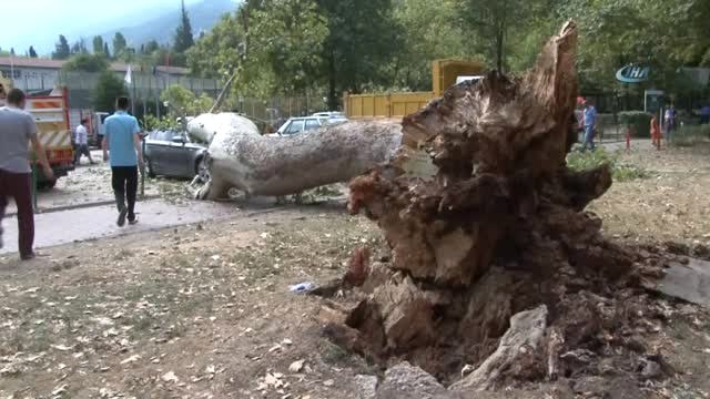 Devrilen 190 Yaşındaki Çınar Lüks Otomobili Hurdaya Çevirdi