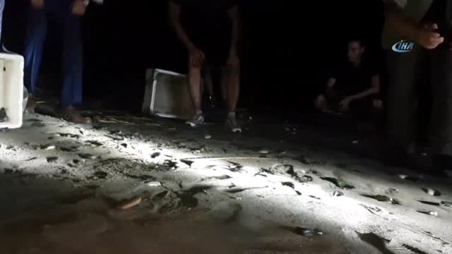 Yavru Deniz Kaplumbağaları Denizle Buluştu