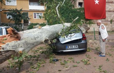 190 Yaşındaki Çınar, Devrilerek Lüks Otomobili Hurdaya Çevirdi