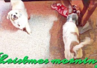 Adorable Pooches Get Christmas Surprise From Santa