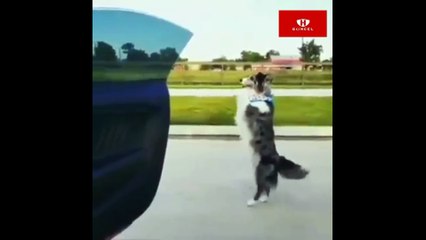 Araba dansı ve sevimli köpek