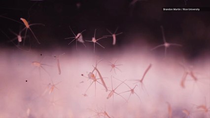 This Superhero-Like Sea Creature is Immortal and Can Change Shape at Will