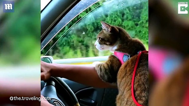 Hai chú mèo đáng yêu theo chân chủ đi du lịch khắp nơi