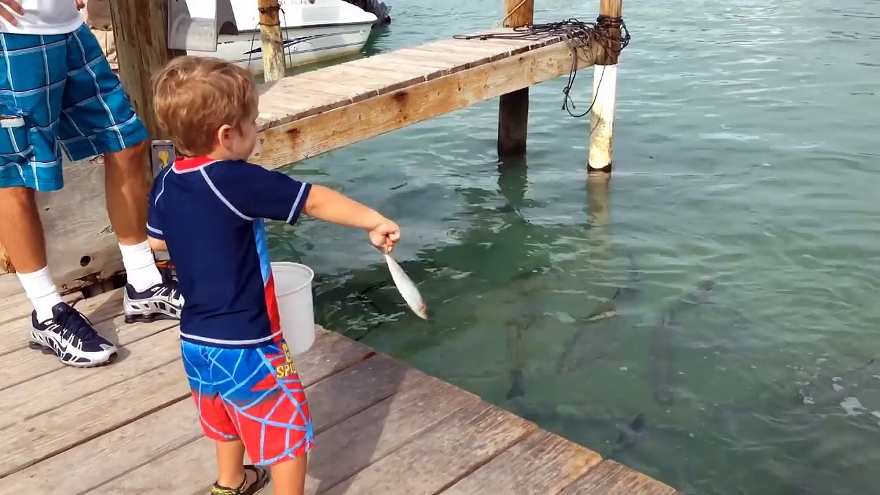 The Funniest Pets Vs Kids & Babies Fail Compilation | Funny Pet Videos