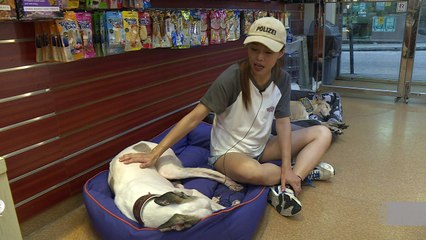 Cientos de galgos hacinados aguardan un hogar en Macao