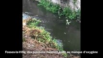 Fosses-la-Ville: des poissons meurent suite  au manque d'oxygène