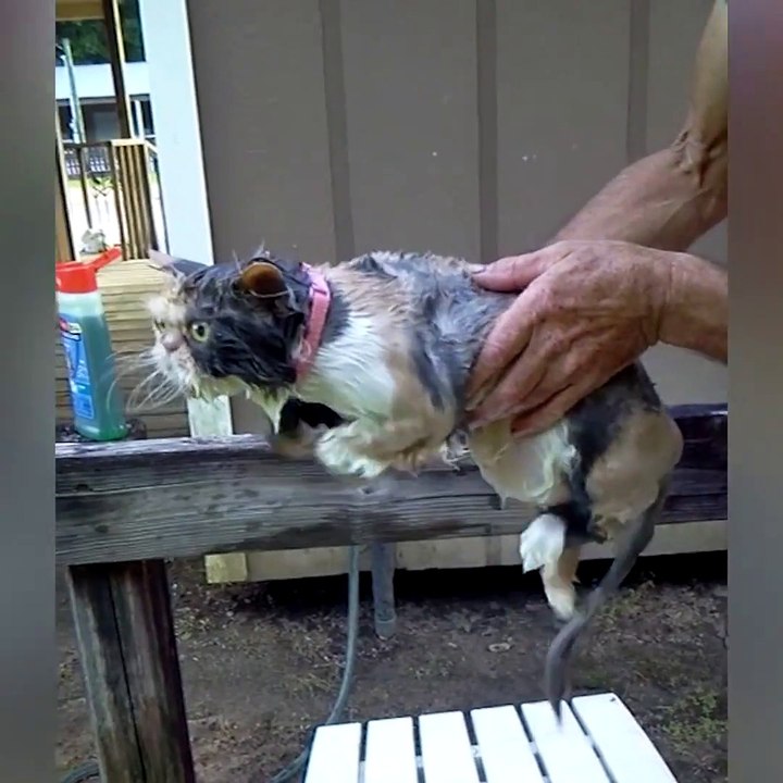 Funny Cats