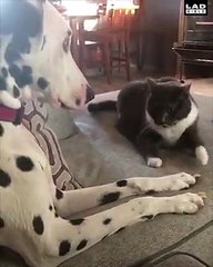 'My dog finally defeated the resident bully today'. This is amazing Rachel Ebel Photography